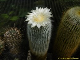 Notocactus leninghausii f. albispina 